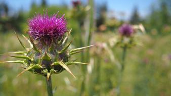 Thistle Nature