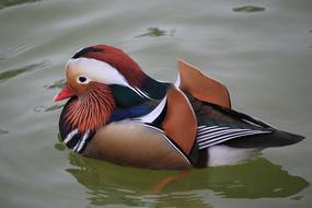 Mandarin Ducks Colorful