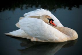 Swan with neck on back and wings up on Water