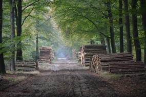 Autumn Forest Nature