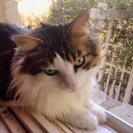 furry Cat rests on window sill