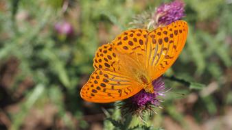 Butterfly Nature