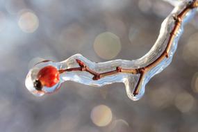 Rosehips Ice Winter