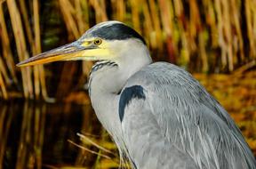 wonderful wild grey heron