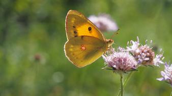 Butterfly Nature