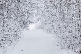 Winter Saxony Nature