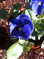 Pansy Purple Flower