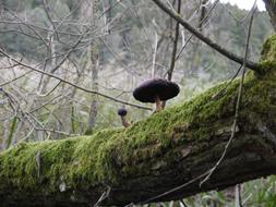 Mushroom Forest Autumn