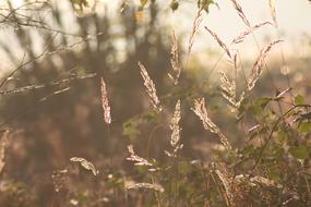 Nature Grasses Grass