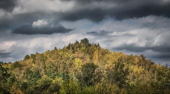 Forest Heaven Trees