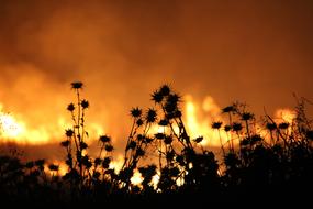 Fire Yellow Red