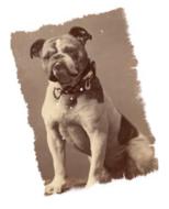 vintage photograph of a dog on white background