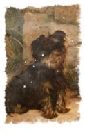 vintage photograph of a dog