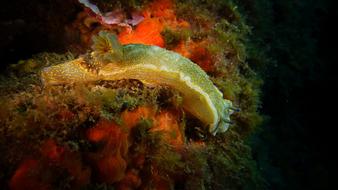 slug on colored algae