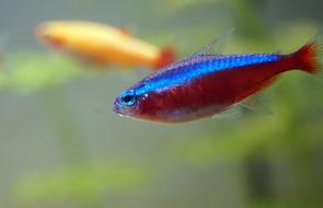 neon fish in the aquarium on a blurred background