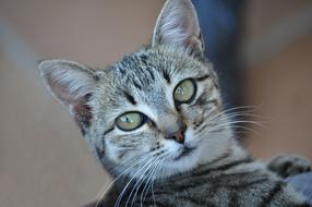 photo of a gray tiger cat