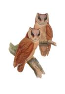 bird owl animal