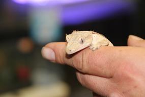 enchanting Pet Animals Cute
