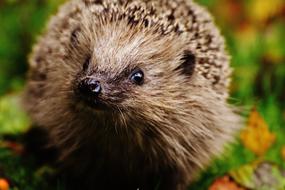 hedgehog with cute eyes