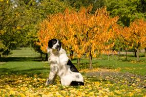 big black and white dog in the autumn park