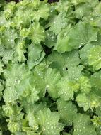 Leaves Dew Leaf Drop Of