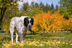 black and white Dog walks in park at fall