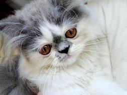 Cat Persian