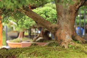 Tree Bonsai Garden