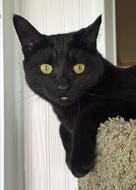 black cat with bright green eyes close up