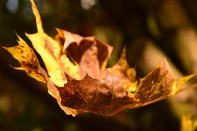 Maple Leaf Autumn Leaves