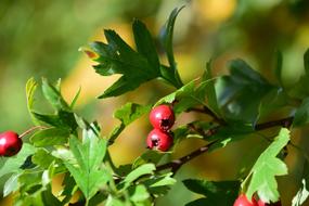 Rowanberries Bush