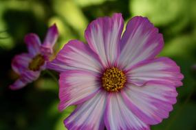 Pink and white Flowers in Summer