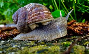 Snail Orchard Close Up