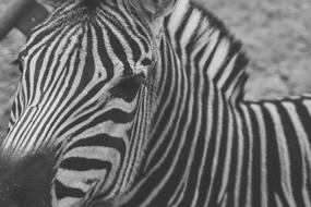 Beautiful zebra look