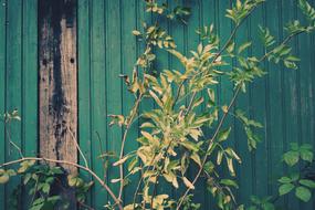 Green Leaves Wall