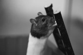 cute grey and white domestic rat