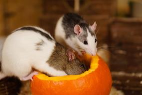 rats in a pumpkin close-up on a blurred background