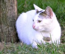 Beautiful colorful cat near the tree among the grass