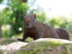 funny brown squirrel