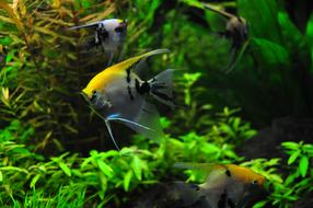enchanting colourful fish