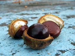 Nature Autumn Chestnut Colors Of