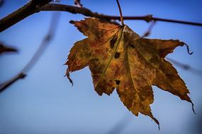 Leaf Autumn Brown