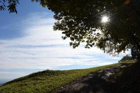 Sun Leaves Tree