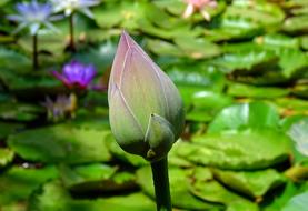 Lotus Bud Pink