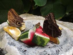 Butterflies Fruit Nature