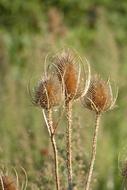 Teazle Dried Flowers South Of