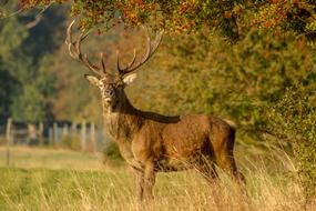 wonderful Stag Mammal Male