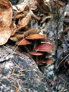 Mushrooms Shrimp in Forest