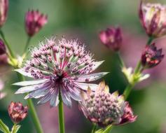 Flower Bloom Attractive