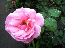 Flower Nature Garden